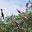 ecu18-explore-the-mangroves-tropic-free