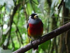 ecu21-explore-the-cloud-forest-dn-free ecu21-explore-the-cloud-forest-dn-free