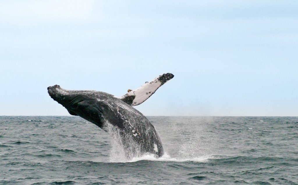 ecu24-whale-watching-free-advantagetravel