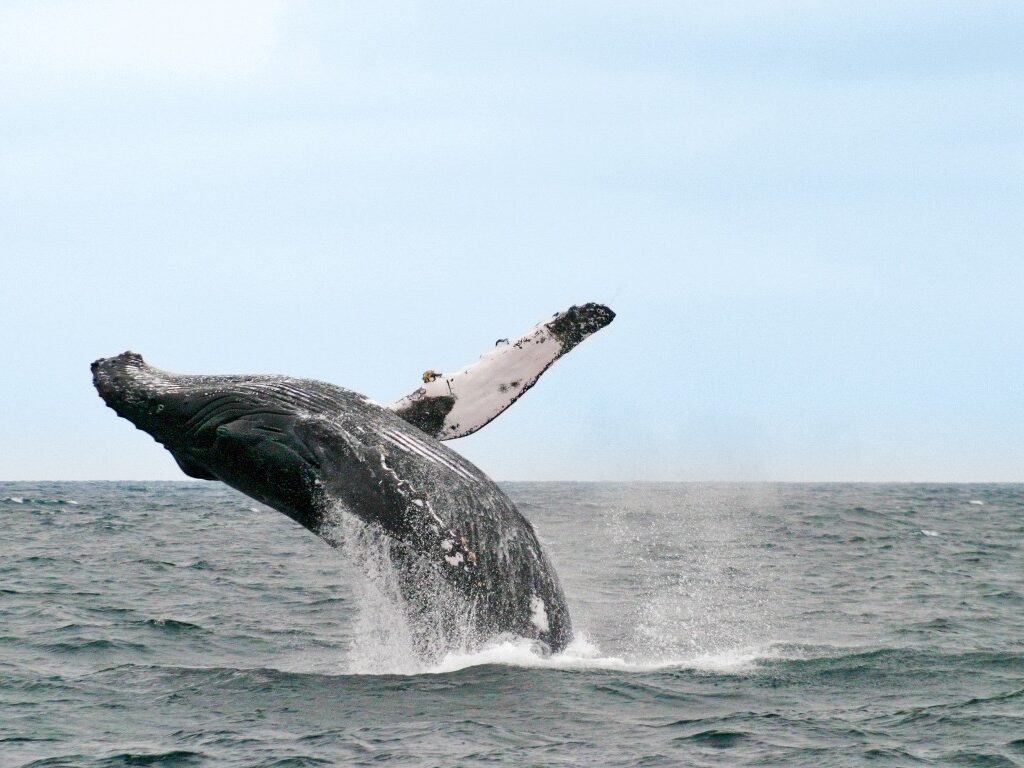 ecu24-whale-watching-free-advantagetravel
