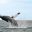 ecu24-whale-watching-free-advantagetravel