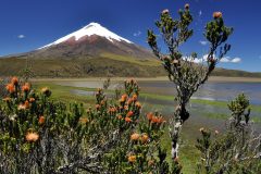 ecu30-visit-cotopaxi-national-park-free-istock ecu30-visit-cotopaxi-national-park-free-istock