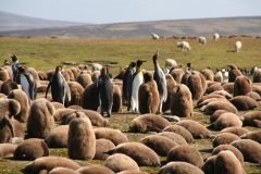 fal01-visit-penguin-colonies-free-bml fal01-visit-penguin-colonies-free-bml