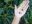 GUA15_Antigua_avocado_tour-1