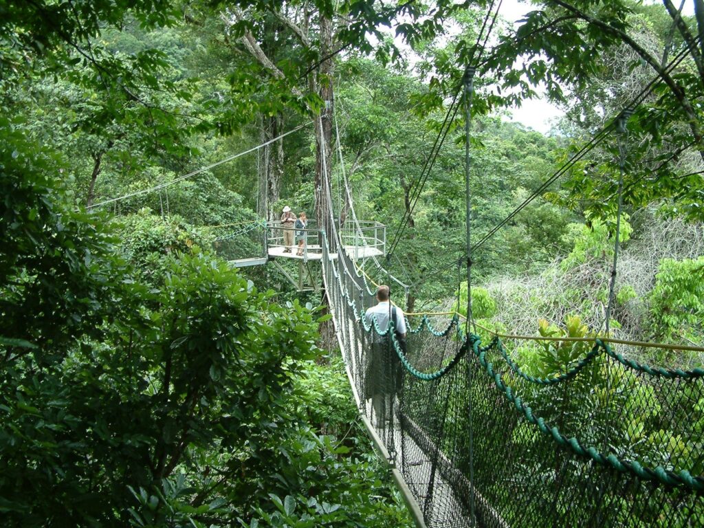 Iwokrama Walkway