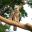 guy02-harpy-eagle-free-cristalinojunglelodge