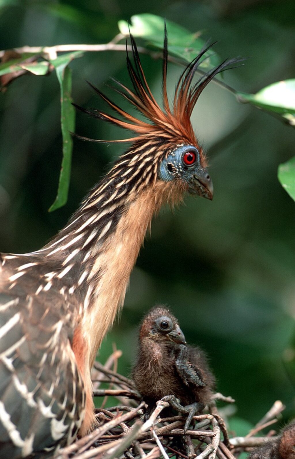 guy03-hoatzin-and-chick-wilderness-explorers-free