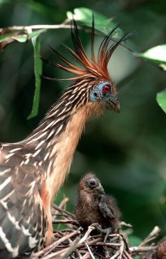 guy03-hoatzin-and-chick-wilderness-explorers-free guy03-hoatzin-and-chick-wilderness-explorers-free