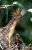guy03-hoatzin-and-chick-wilderness-explorers-free
