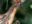 guy03-hoatzin-and-chick-wilderness-explorers-free