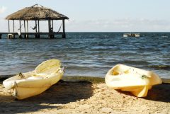hon03-sea-kayaking-wildlife-excursion-free-htb hon03-sea-kayaking-wildlife-excursion-free-htb