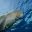 HON04_VisitAManateeReserve_iStock_Free