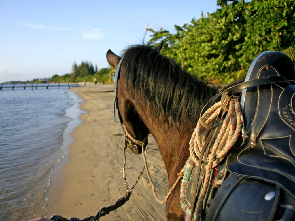 hon05-go-horse-riding-free-htb