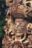 hon06-copan-free-iht hon06-copan-free-iht