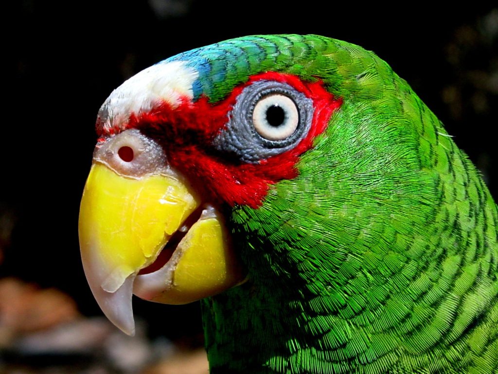 hon08-get-close-to-nature-free-mariourrutia