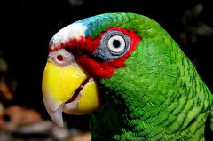 hon08-get-close-to-nature-free-mariourrutia hon08-get-close-to-nature-free-mariourrutia