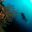 Diving
