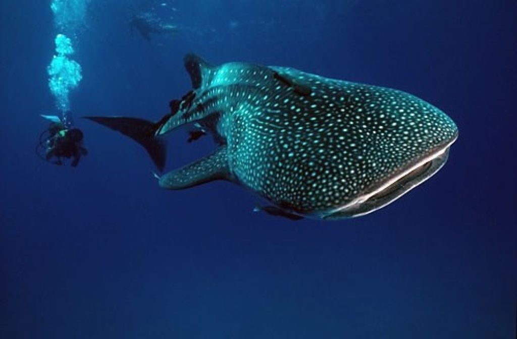 mex03-whaleshark