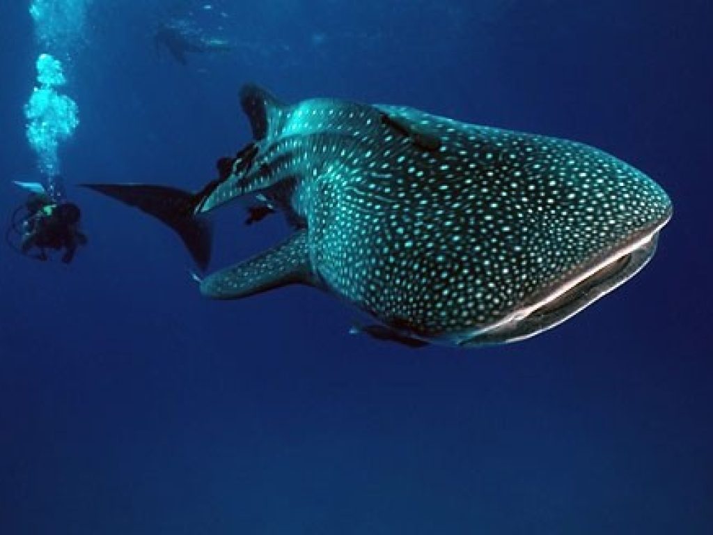 mex03-whaleshark