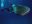 mex03-whaleshark