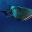 mex03-whaleshark