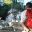 mex17-palenque-free-roselatham