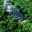 mex27-calakmul-free-mtb