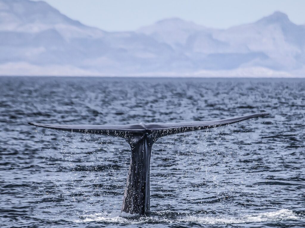 MEX_BlueWhaleBaja_iStock-536249667_Web_free_(4)
