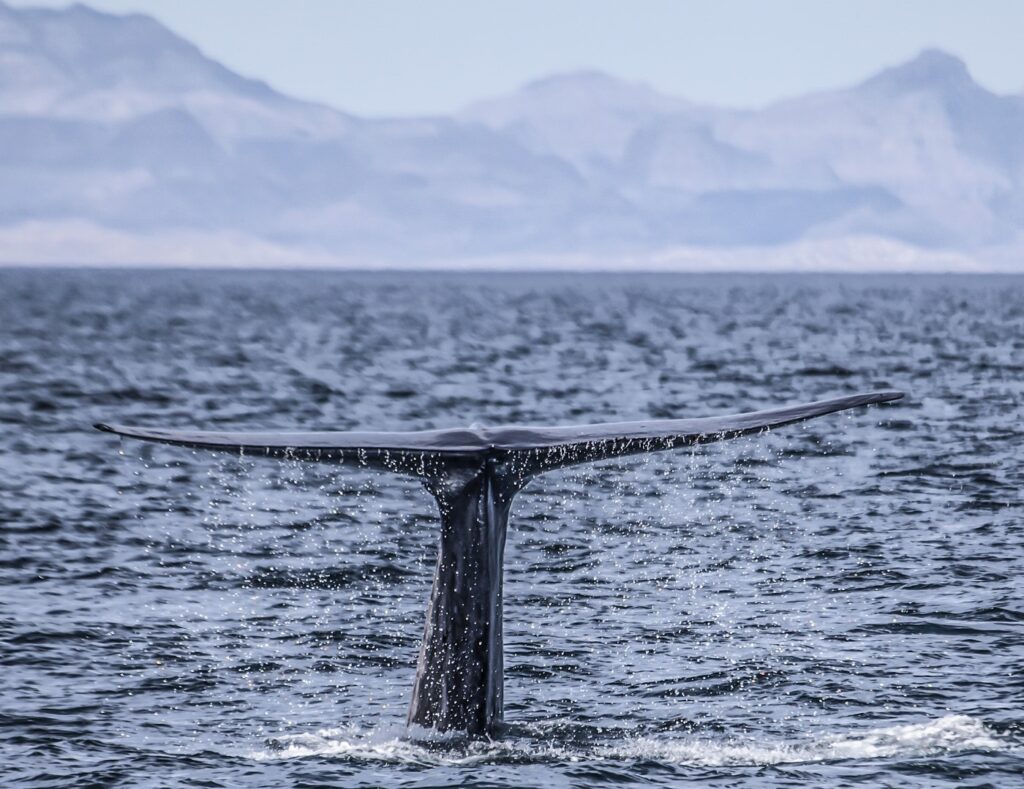 MEX_BlueWhaleBaja_iStock-536249667_Web_free_(4)