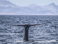 MEX_BlueWhaleBaja_iStock-536249667_Web_free_(4) MEX_BlueWhaleBaja_iStock-536249667_Web_free_(4)