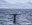 MEX_BlueWhaleBaja_iStock-536249667_Web_free_(4)
