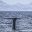 MEX_BlueWhaleBaja_iStock-536249667_Web_free_(4)