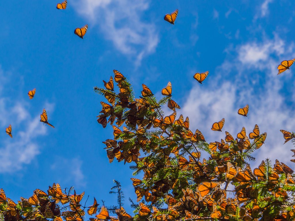 Monarch Butterflies on tree branch in blue sky background