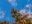Monarch Butterflies on tree branch in blue sky background