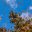 Monarch Butterflies on tree branch in blue sky background