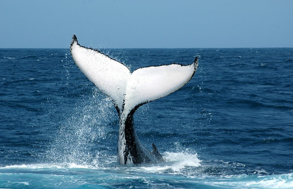 BrazilSalvadordaBahiaChapadaDiamantina-ShutterStock-10