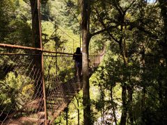 hanging-bridges-and-ziplines hanging-bridges-and-ziplines