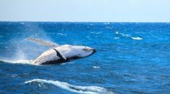 PAN_humpbackWhaleCrop_shutterstock218396926_freewithcredit PAN_humpbackWhaleCrop_shutterstock218396926_freewithcredit