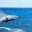 PAN_humpbackWhaleCrop_shutterstock218396926_freewithcredit