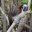 Panama_Soberania-national-park_CJ_1