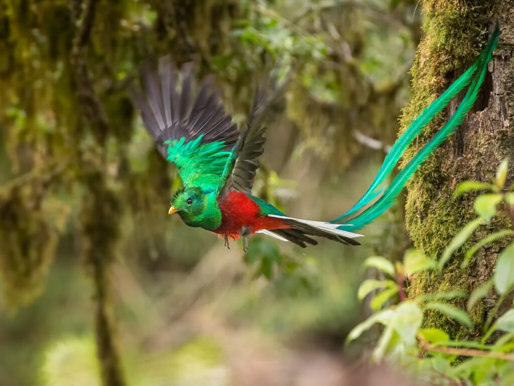 COS_ResplendentQuetzal_shutterstock_193860626_freewithcredit
