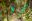 COS_ResplendentQuetzal_shutterstock_193860626_freewithcredit