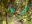 COS_ResplendentQuetzal_shutterstock_193860626_freewithcredit