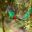 COS_ResplendentQuetzal_shutterstock_193860626_freewithcredit