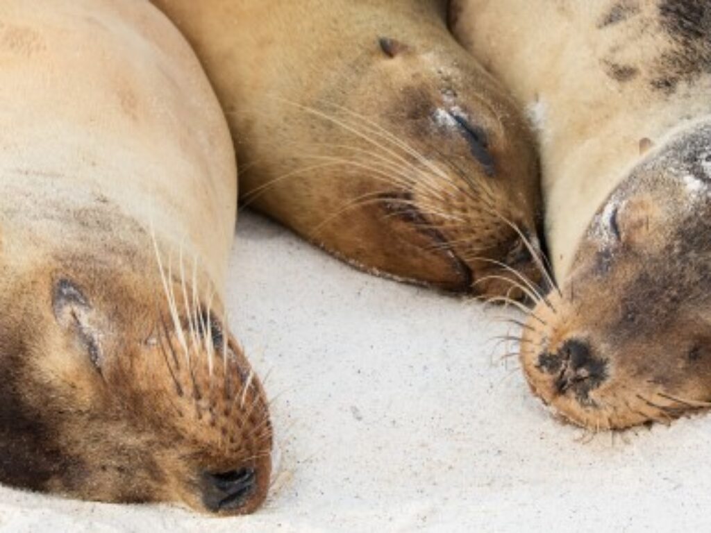 GPS_sealions_DanielAllen_Free
