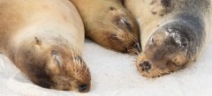GPS_sealions_DanielAllen_Free GPS_sealions_DanielAllen_Free