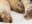 GPS_sealions_DanielAllen_Free