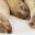 GPS_sealions_DanielAllen_Free