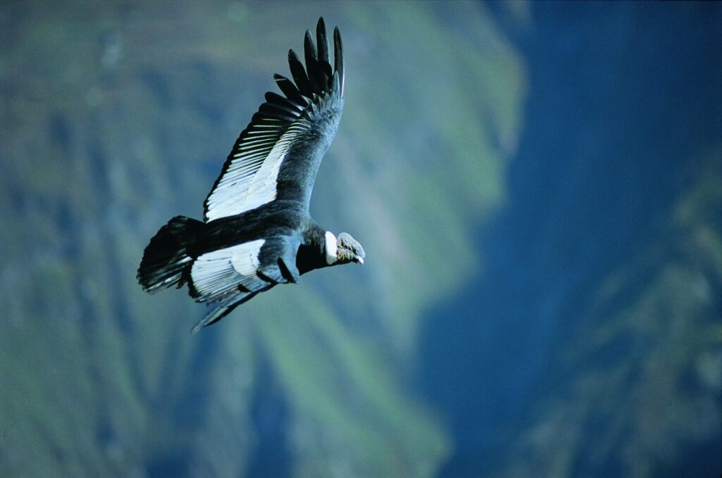 Colca flying in Peru