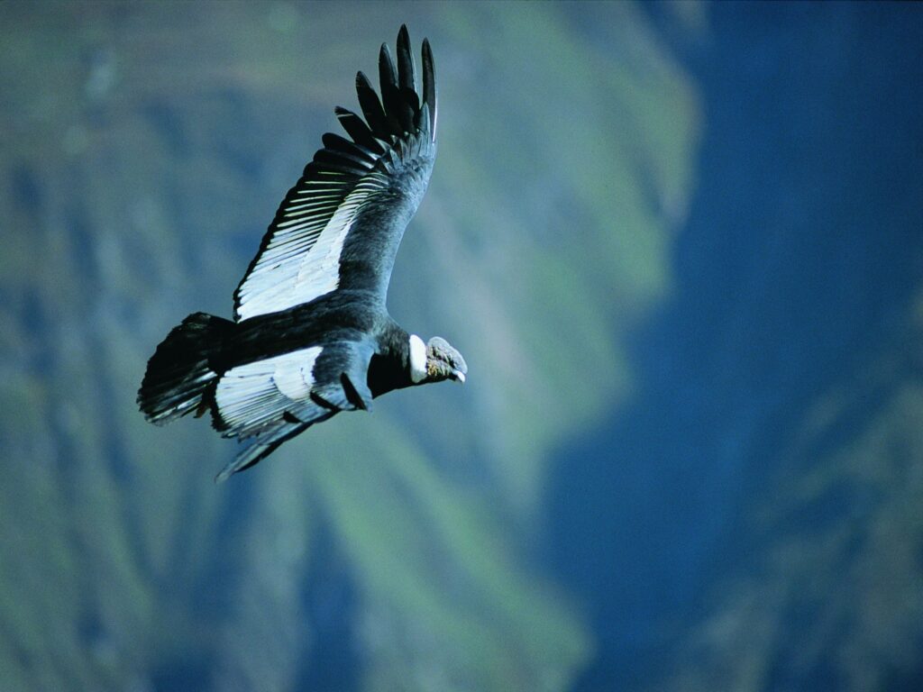 Colca flying in Peru
